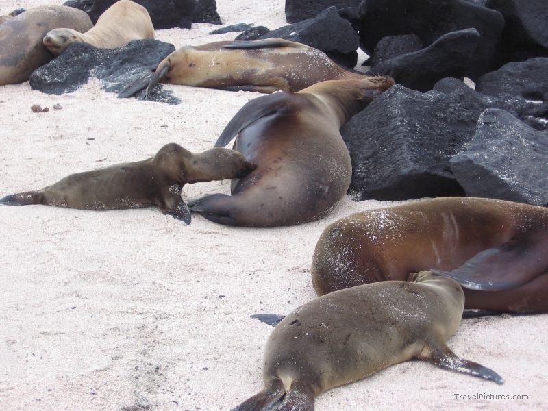 Sea lions Galapagos sea lion pinniped pinnipeds breastfeeding